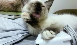 吃瓜娱乐酱社恐猫,揭秘社交恐惧的萌宠——社恐猫的日常生活